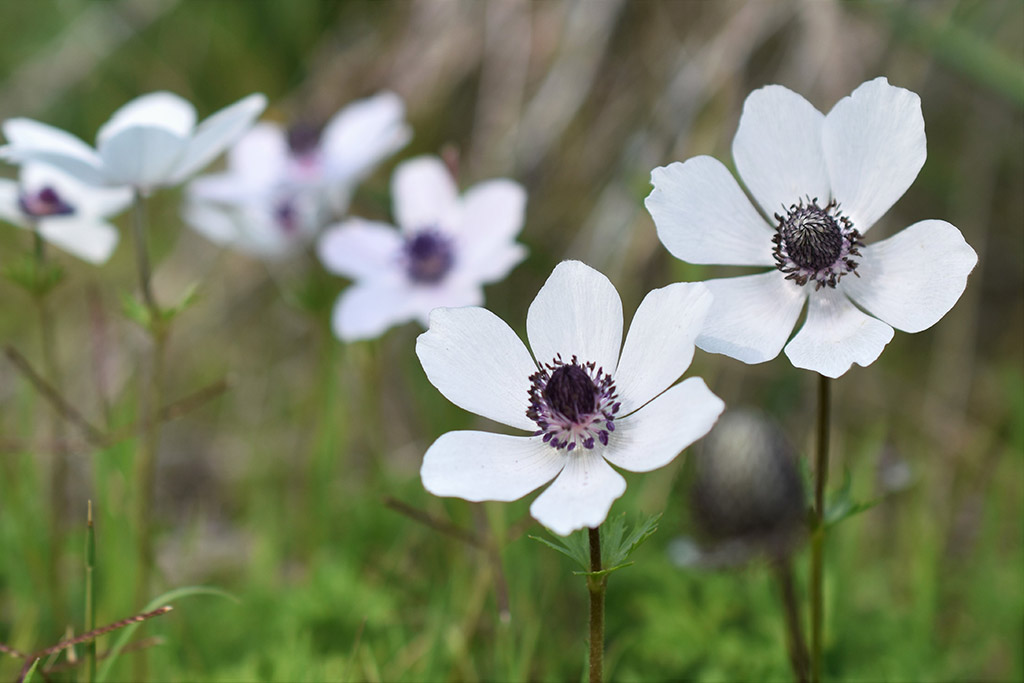 archaeological-park-flowers_04