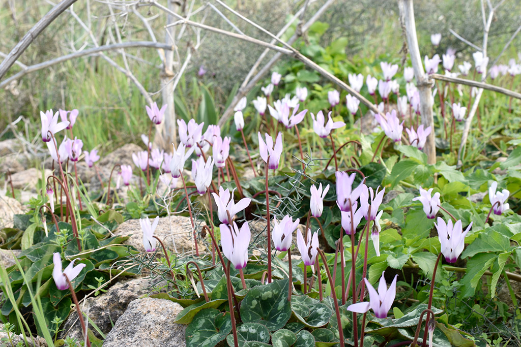 archaeological-park-flowers_05