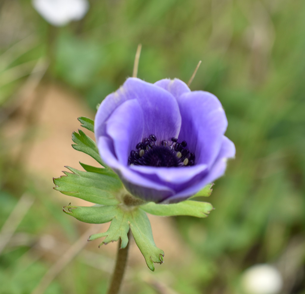 archaeological-park-flowers_06