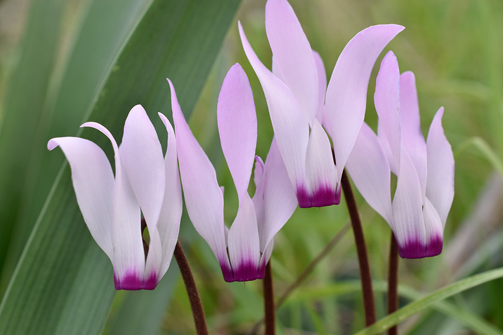 archaeological-park-flowers_08