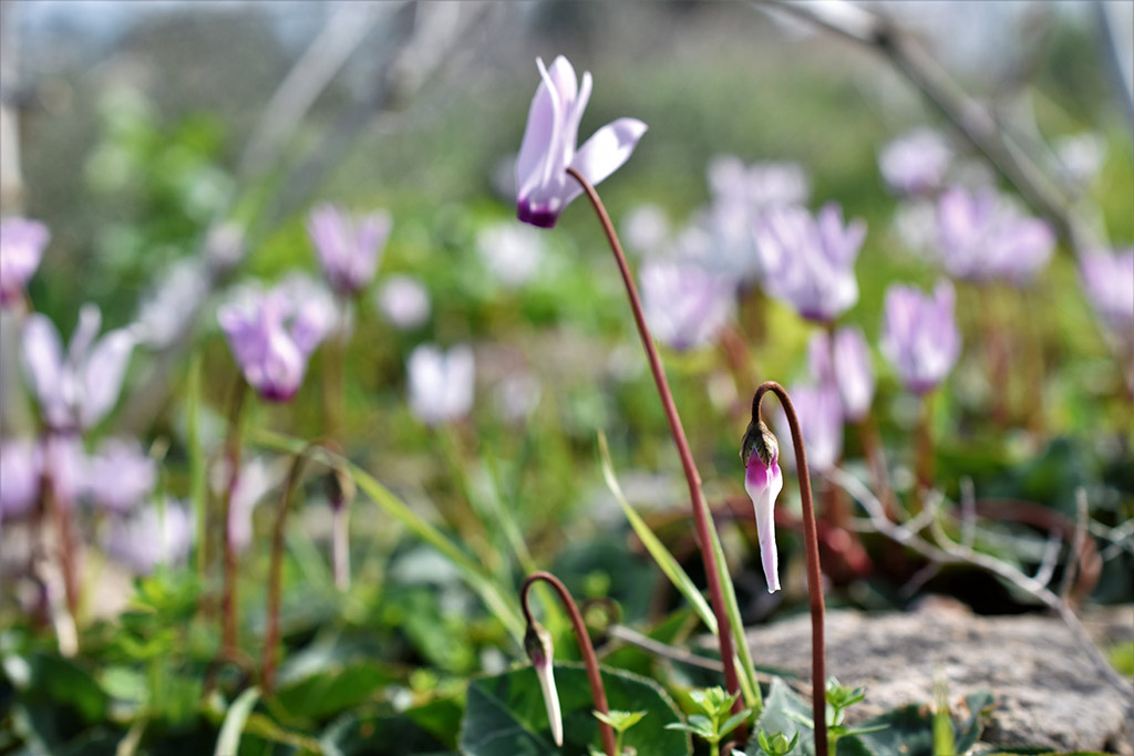 archaeological-park-flowers_09