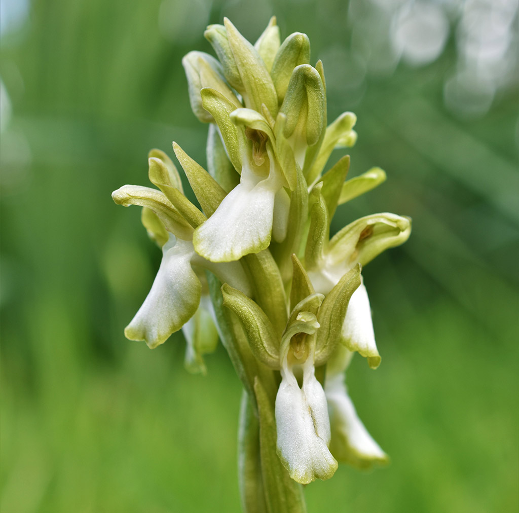 archaeological-park-flowers_12