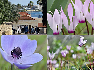 Archaeological Park Flowers