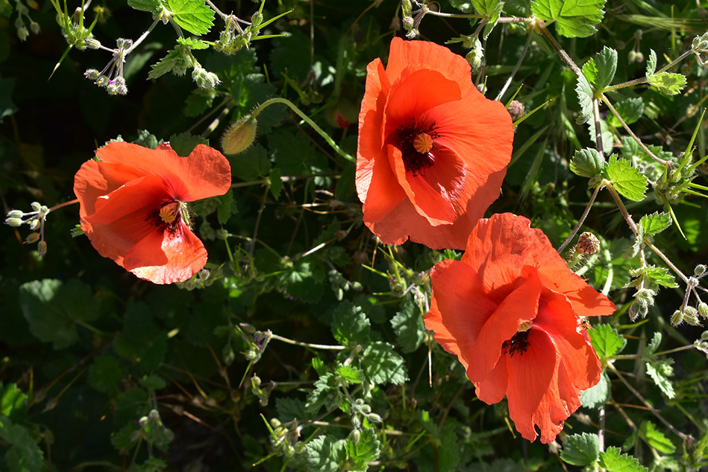 arnies-nature-trail_12