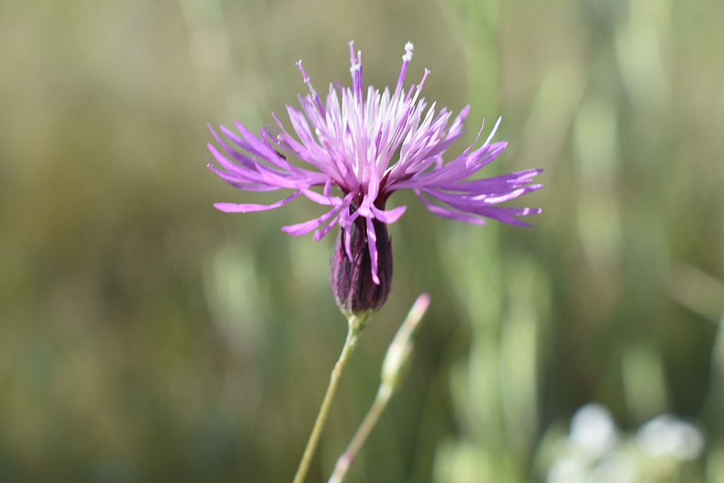 arnies-nature-trail_13