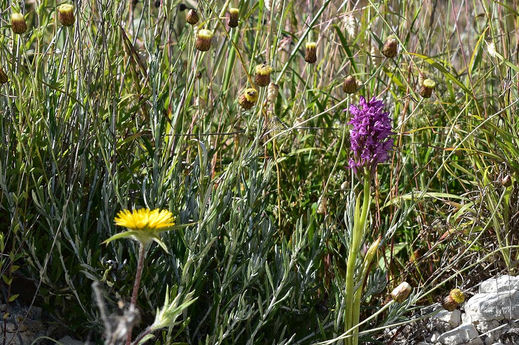 arnies-nature-trail_14