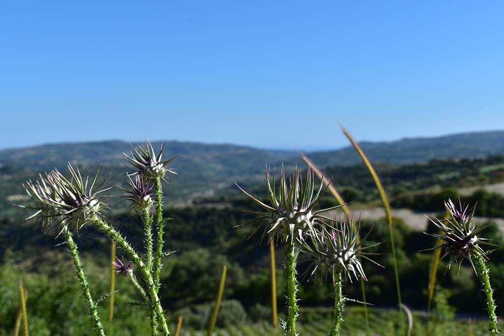 arnies-nature-trail_16