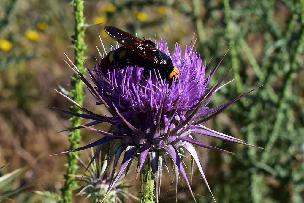 Arnies-nature-trail 25 arnies-nature-trail_25