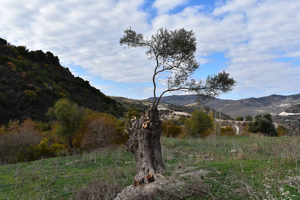 Gerovasa 28 gerovasa_28