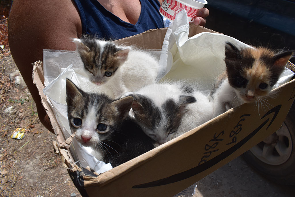 Kitten-capers 07 kitten-capers_07