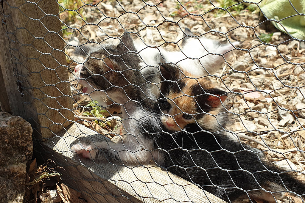 Kitten-capers 11 kitten-capers_11