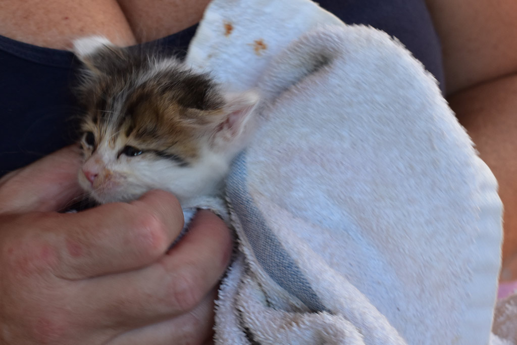 Kitten-capers 17 kitten-capers_17
