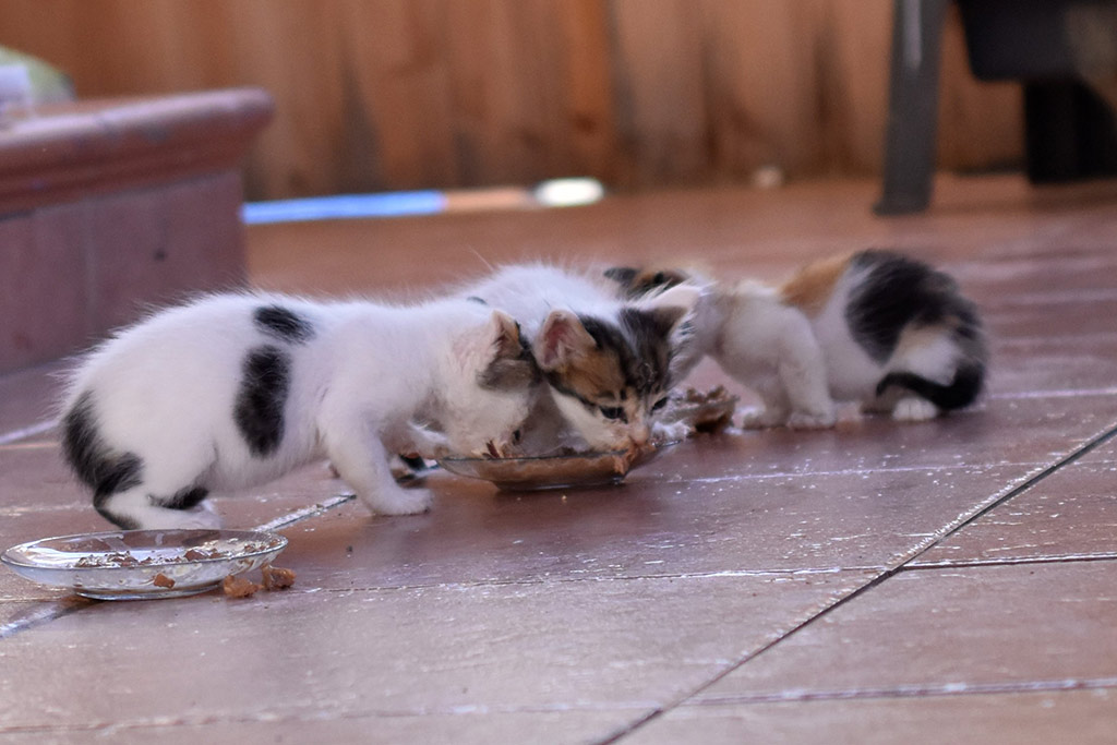 Kitten-capers 19 kitten-capers_19