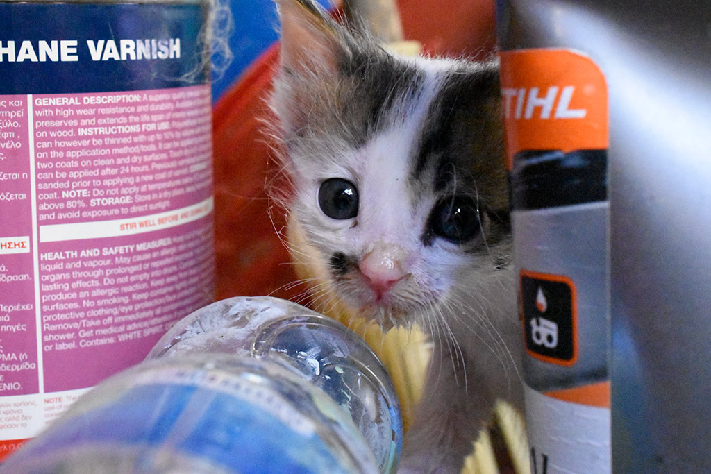 Kitten-capers 23 kitten-capers_23
