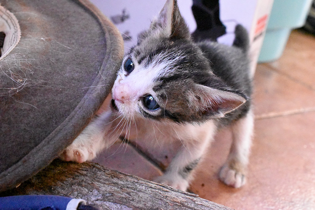 Kitten-capers 24 kitten-capers_24