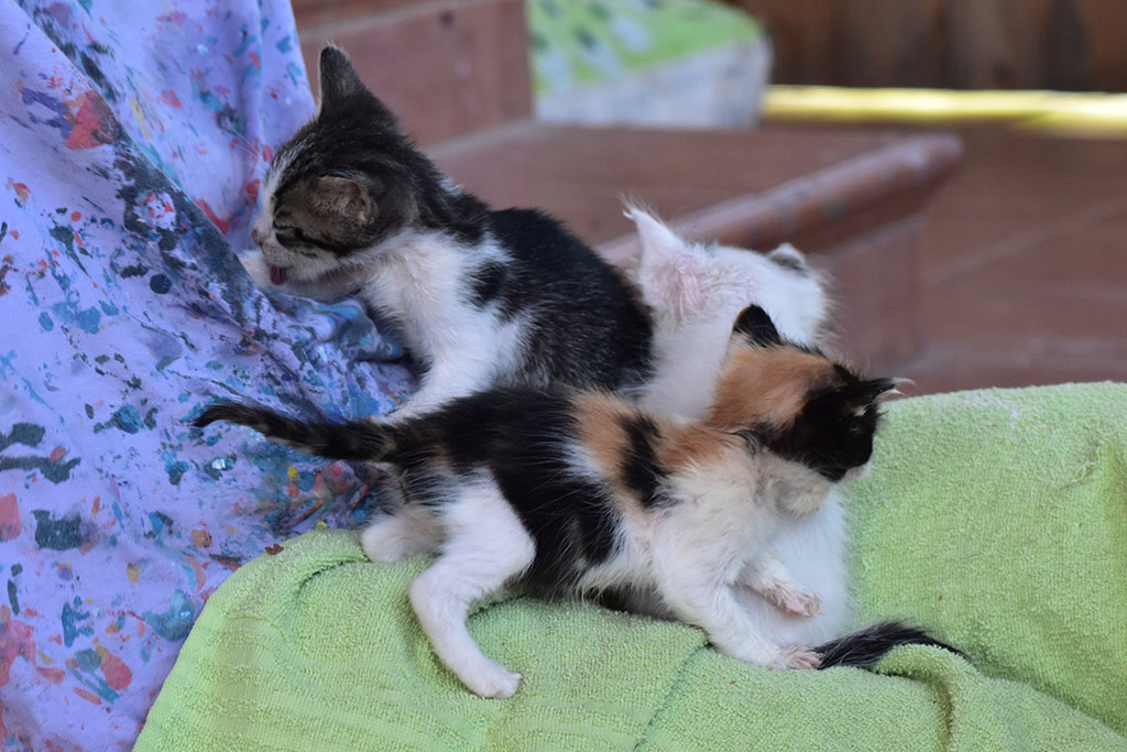 Kitten-capers 30 kitten-capers_30