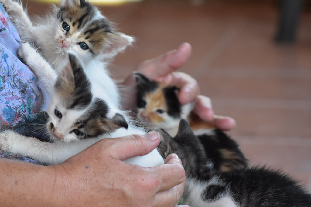 Kitten-capers 31 kitten-capers_31