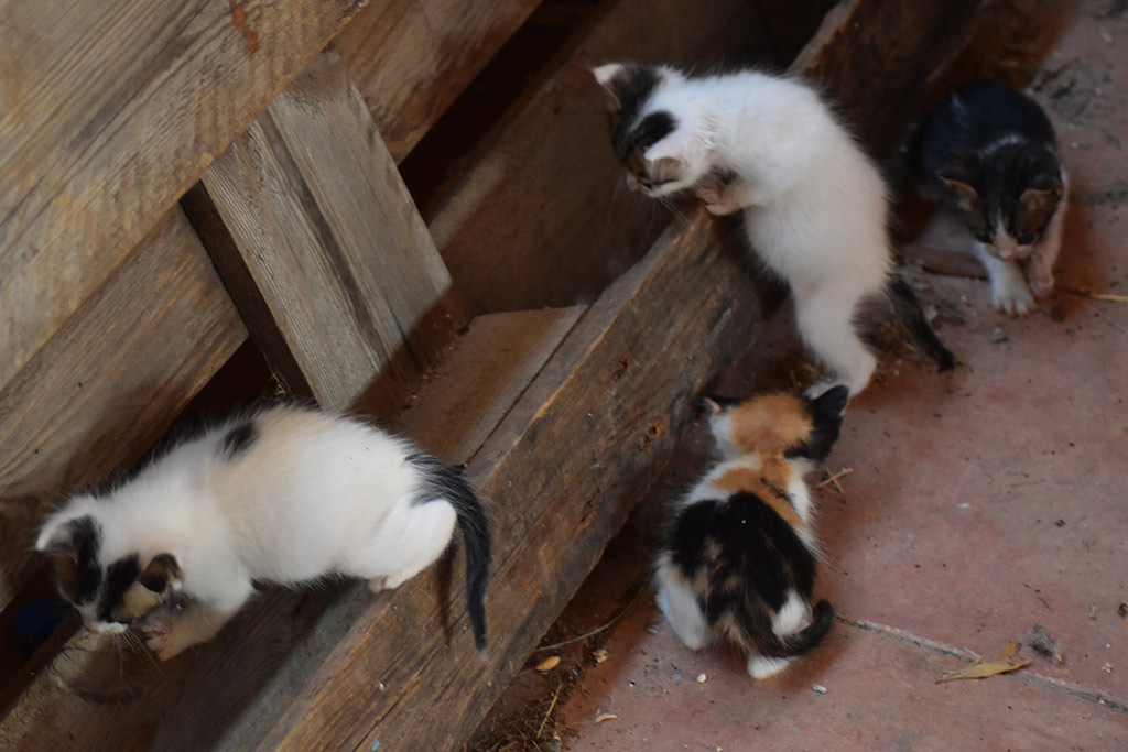 Kitten-capers 32 kitten-capers_32