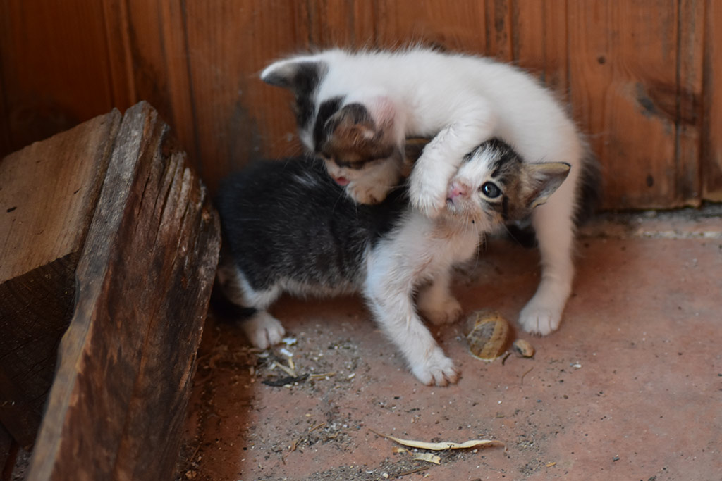 Kitten-capers 33 kitten-capers_33