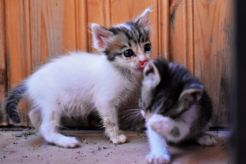 Kitten-capers 34 kitten-capers_34