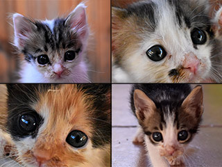Kitten Capers