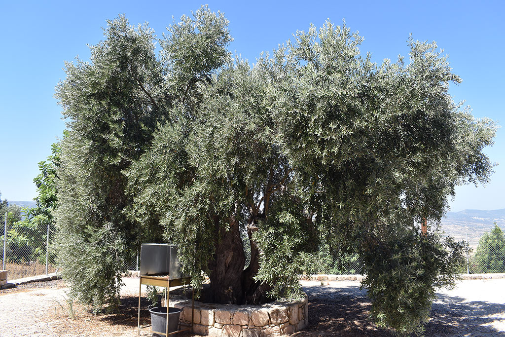 panagia-chrysolakourna_16