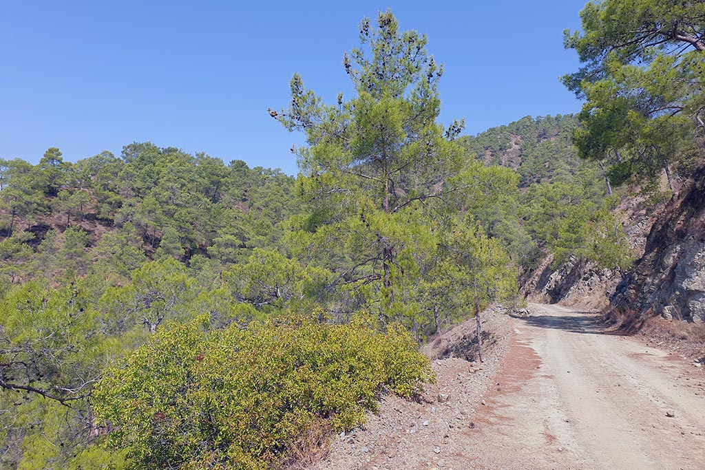 Paphos-forest-drive 05 paphos-forest-drive_05