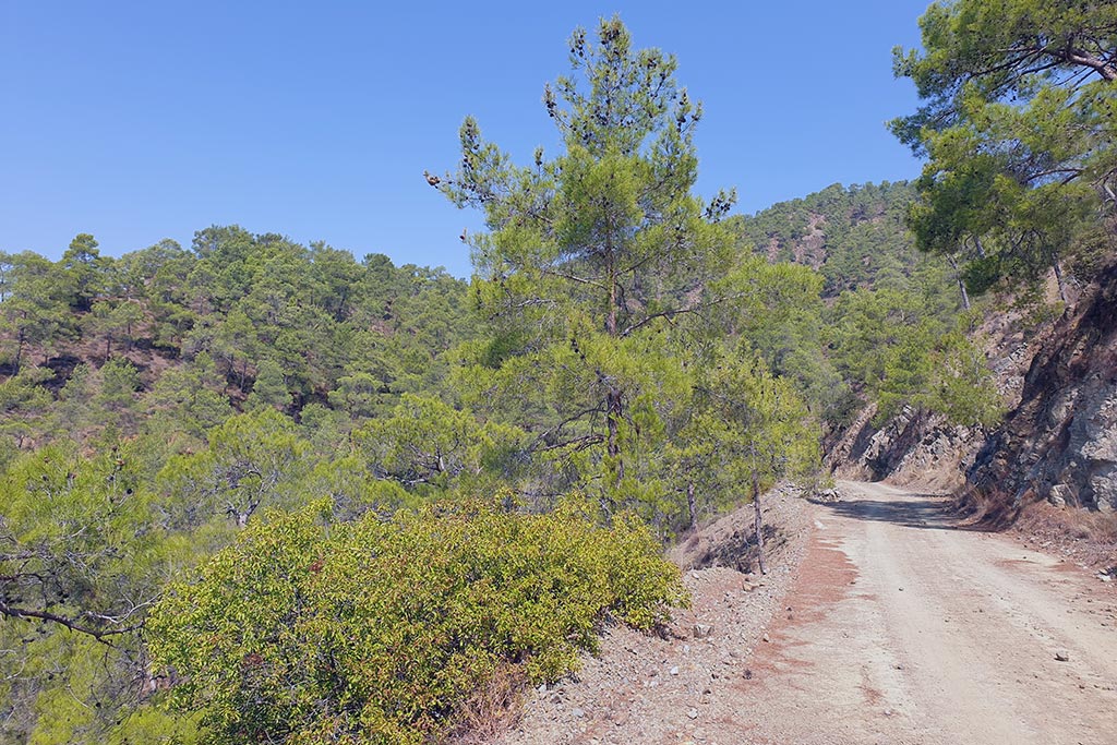 paphos-forest-drive_05