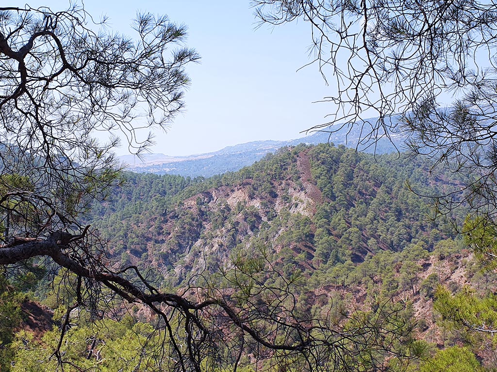 Paphos-forest-drive 10 paphos-forest-drive_10