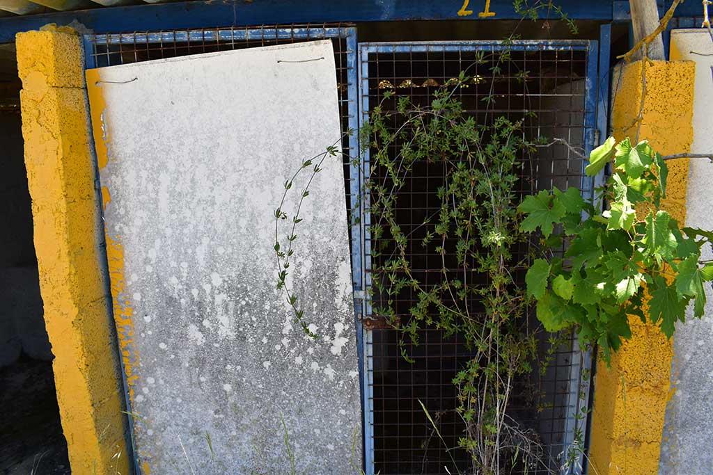 Tsada-dog-kennels 27 tsada-dog-kennels_27
