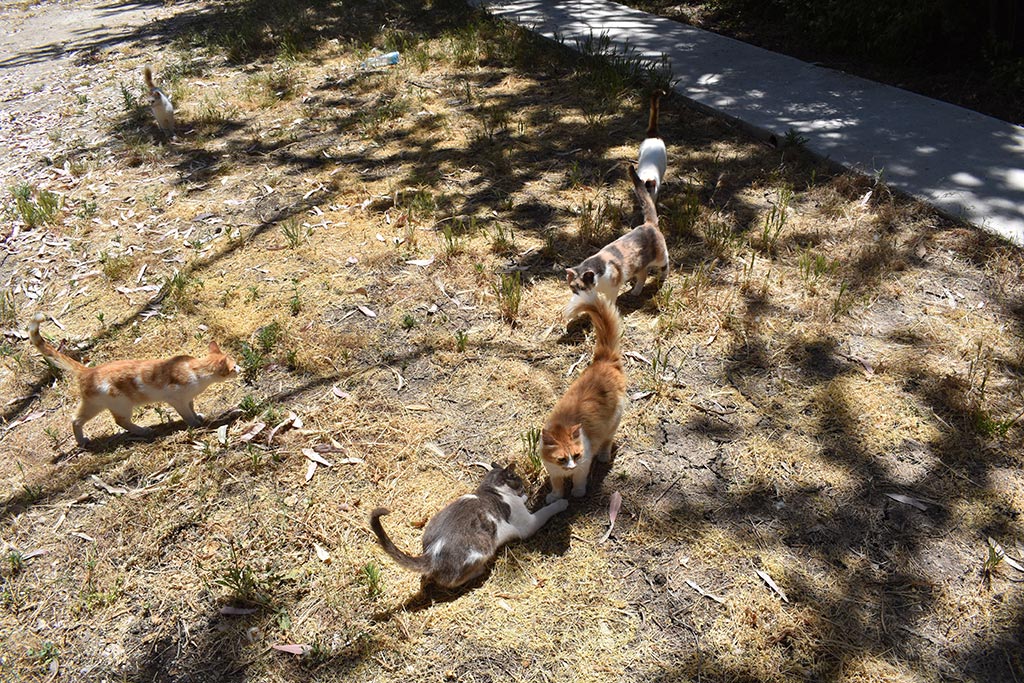 what-we-miss_12-cats