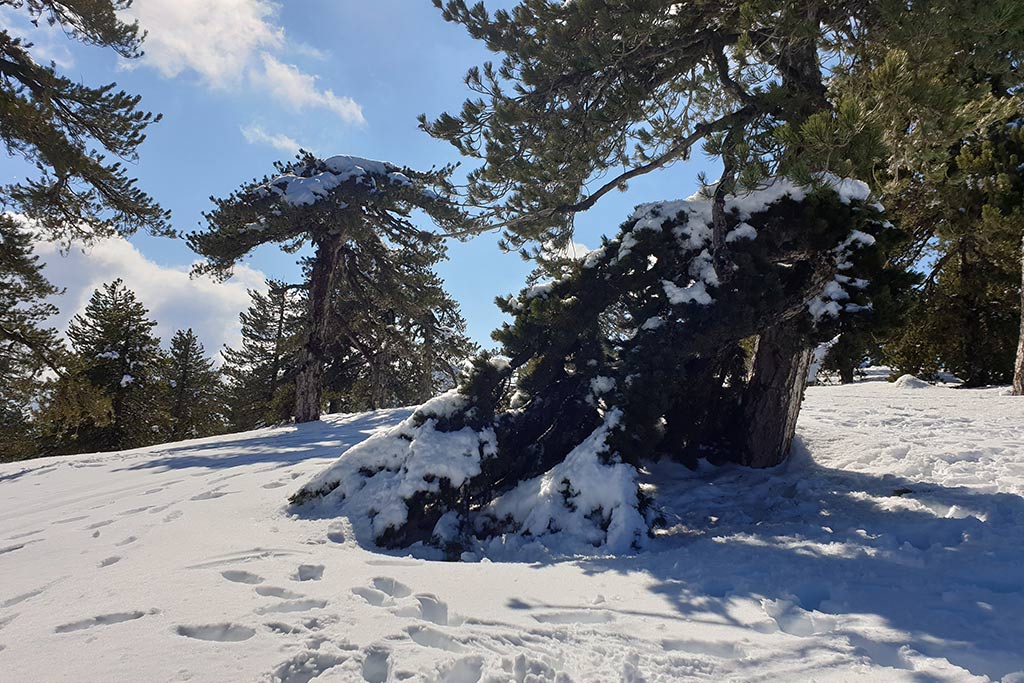 winter-wonderland-2020_15