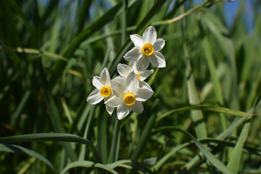 Akamas-narcissus 08 akamas-narcissus_08