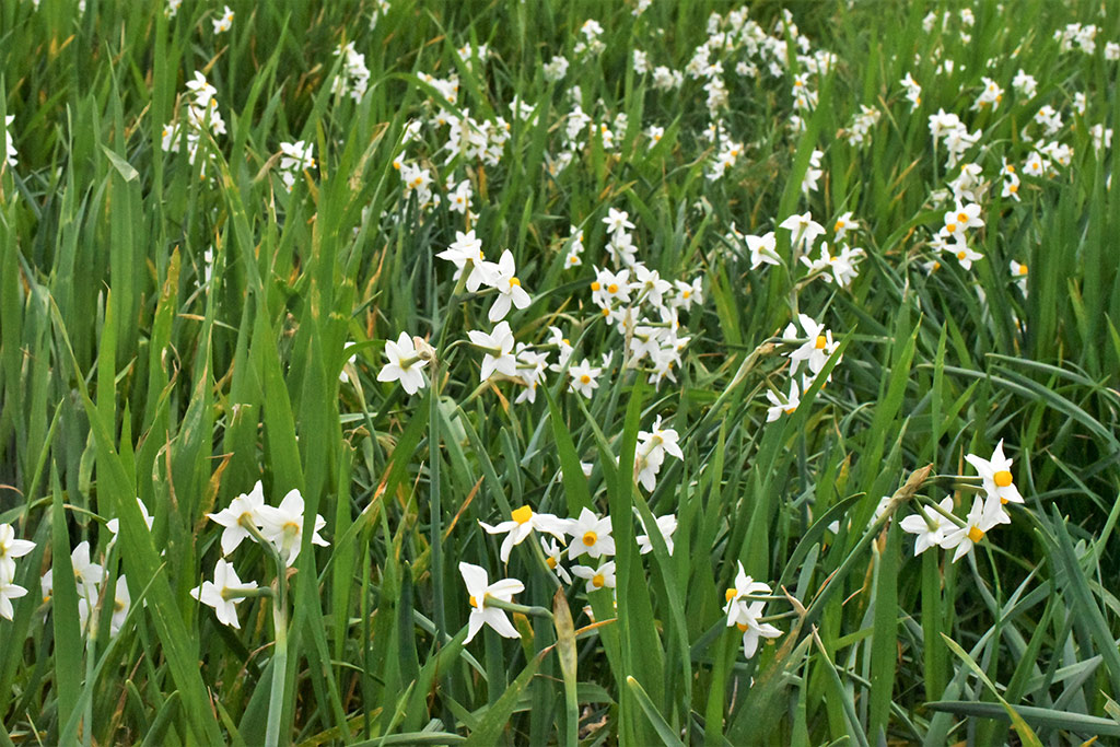 Akamas-narcissus 10 akamas-narcissus_10