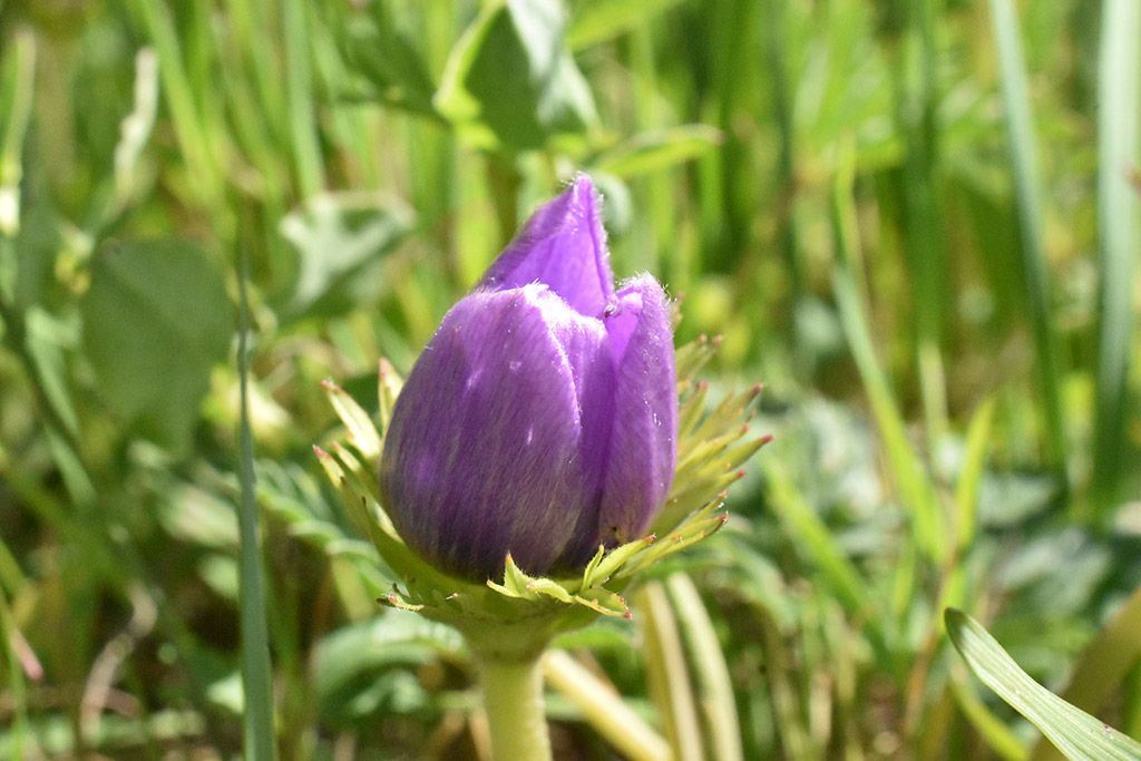 akamas-narcissus_11