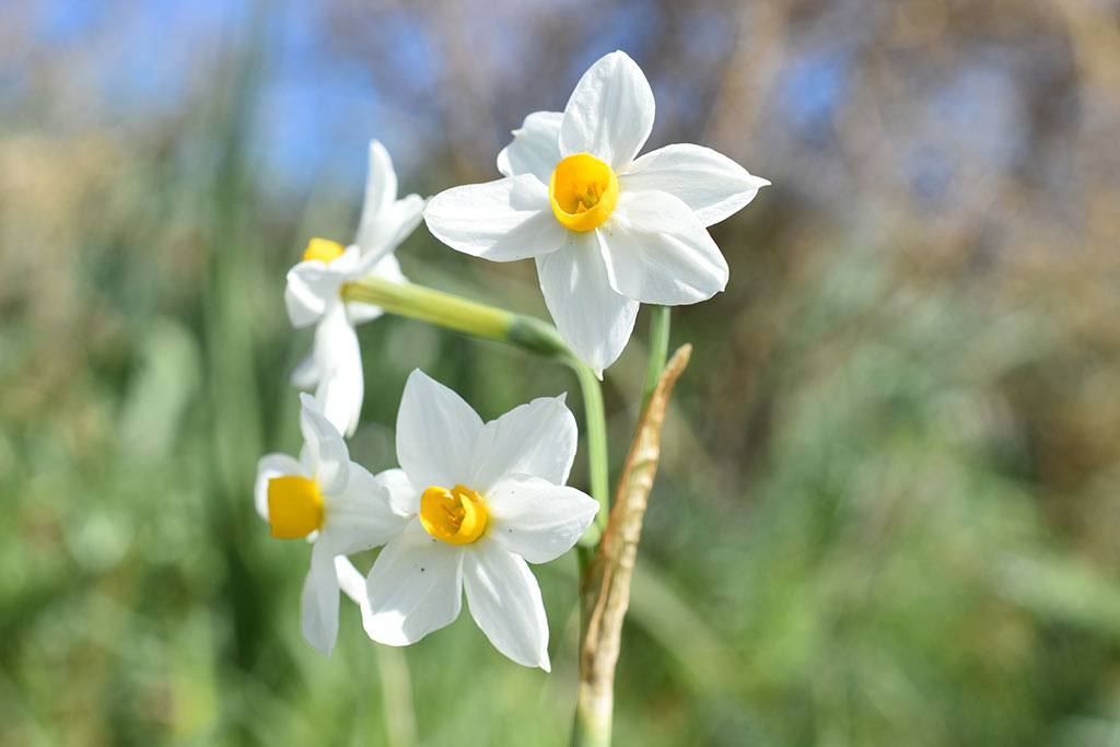 akamas-narcissus_13