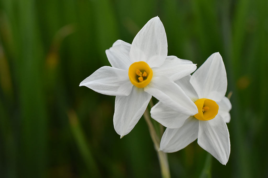 akamas-narcissus_16