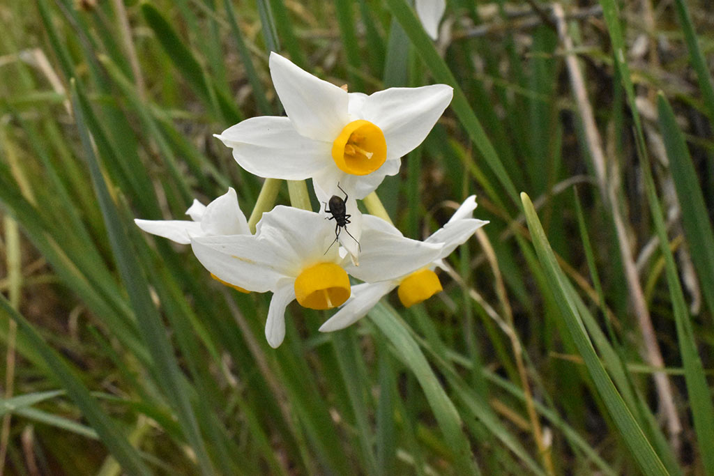 akamas-narcissus_20