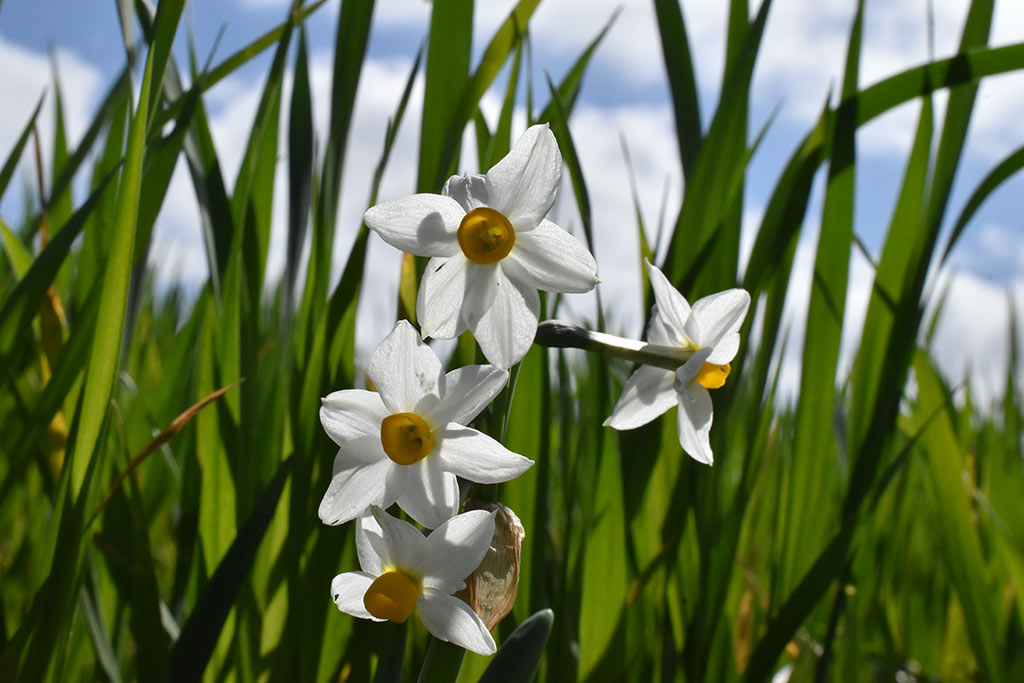 Akamas-narcissus 21 akamas-narcissus_21