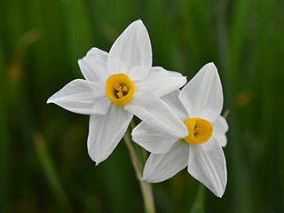 Akamas Narcissus