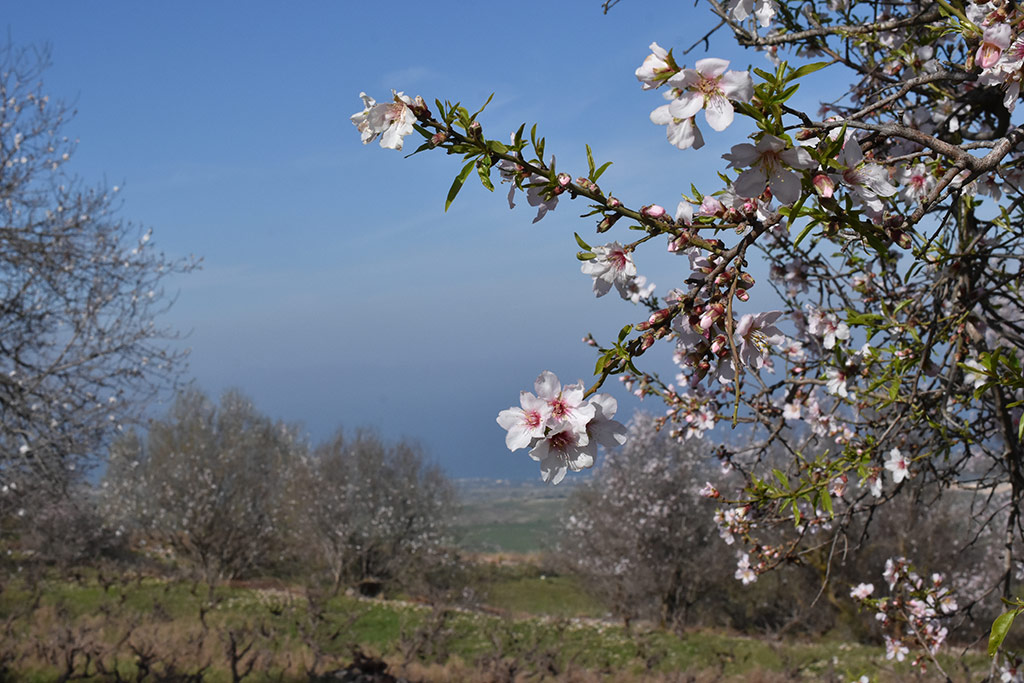 Droushia-blossom 02 droushia-blossom_02