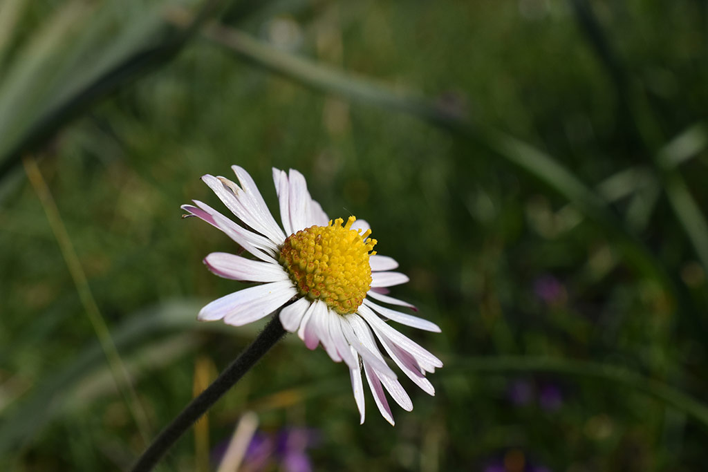 Droushia-blossom 13 droushia-blossom_13