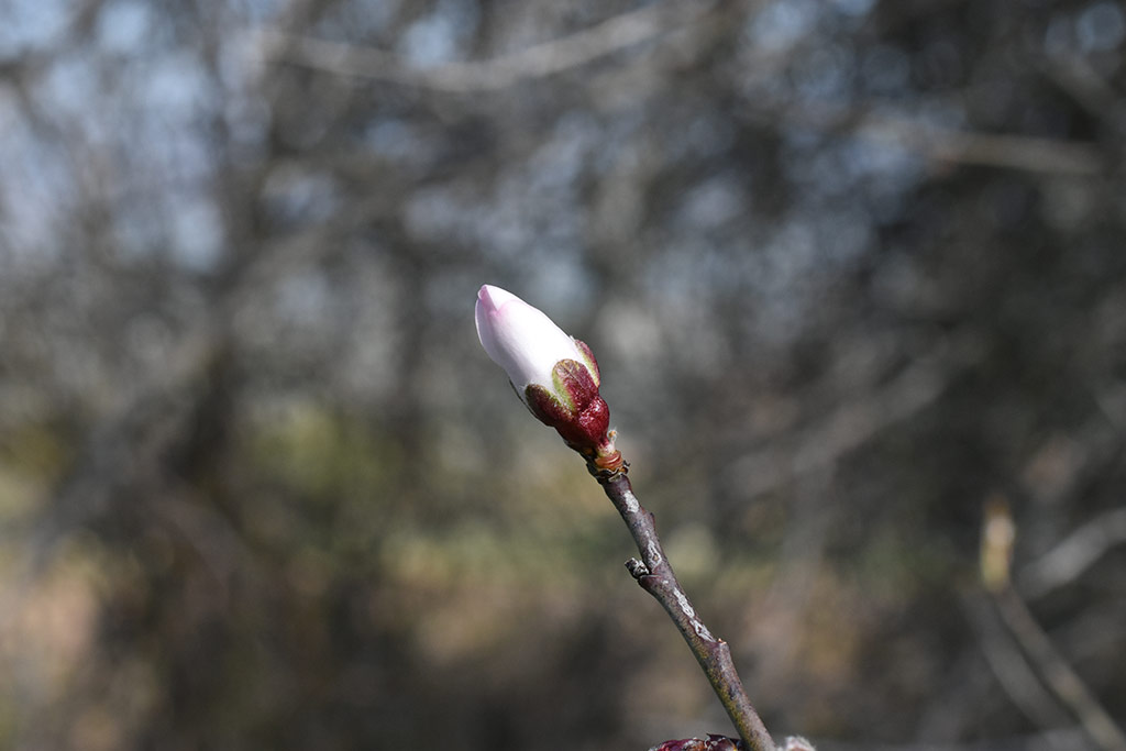 Droushia-blossom 17 droushia-blossom_17