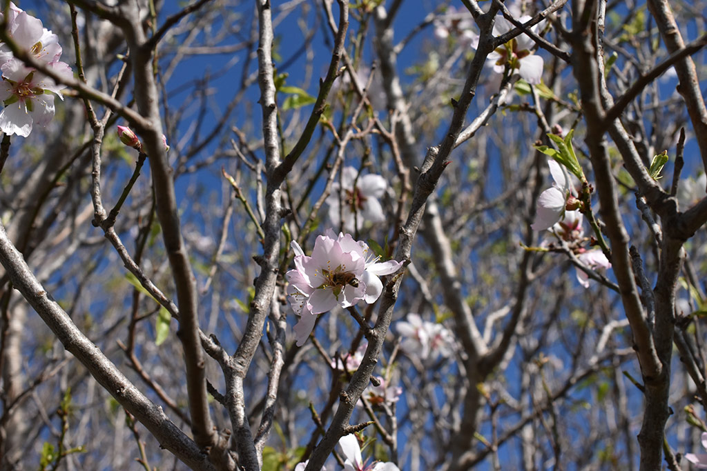 Droushia-blossom 19 droushia-blossom_19