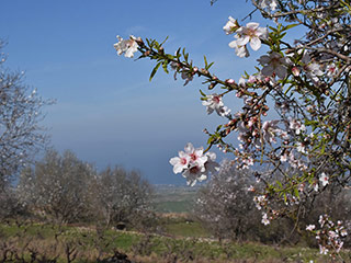 Droushia Blossom