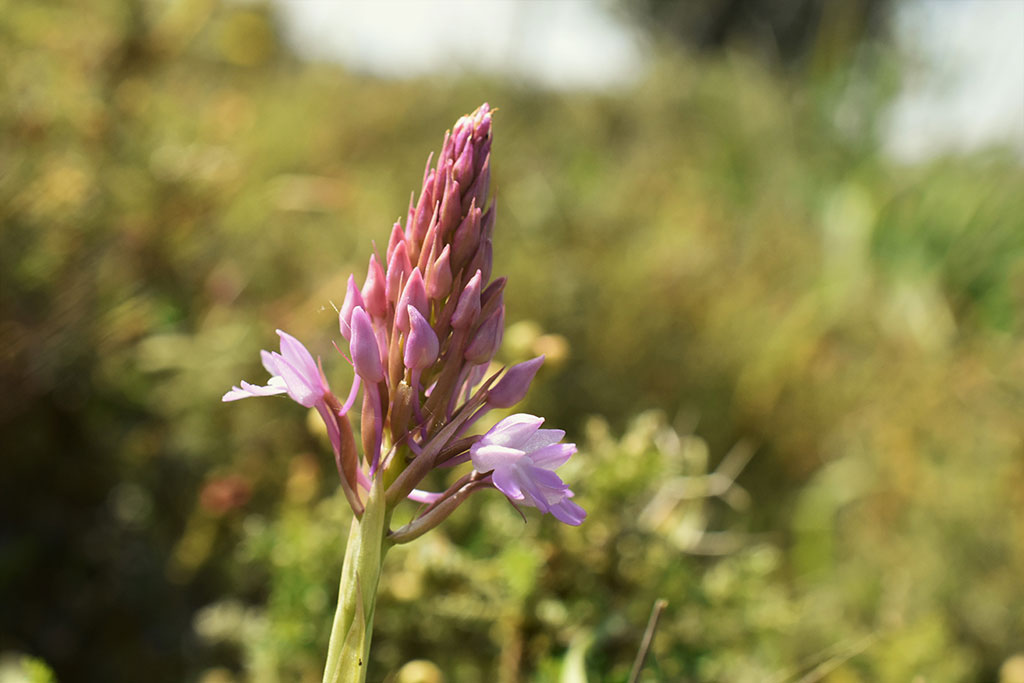 hunting-the-bee-orchid_09