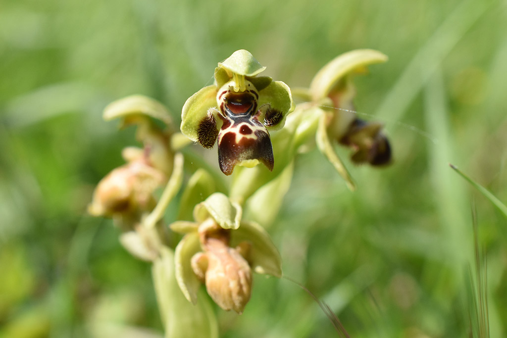 Hunting-the-bee-orchid 16 hunting-the-bee-orchid_16