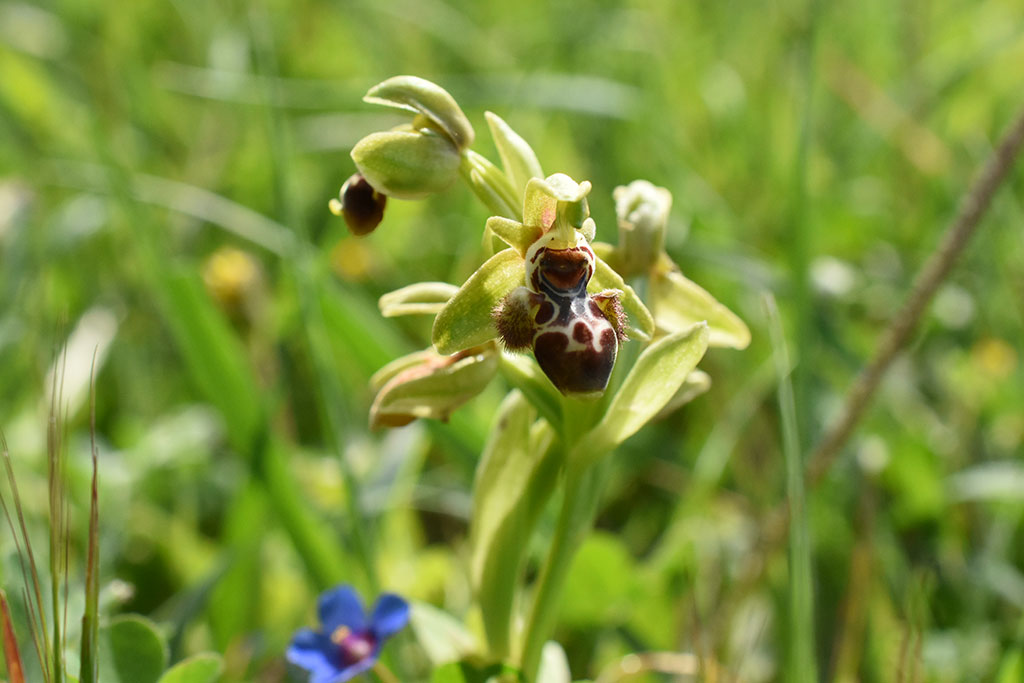Hunting-the-bee-orchid 18 hunting-the-bee-orchid_18
