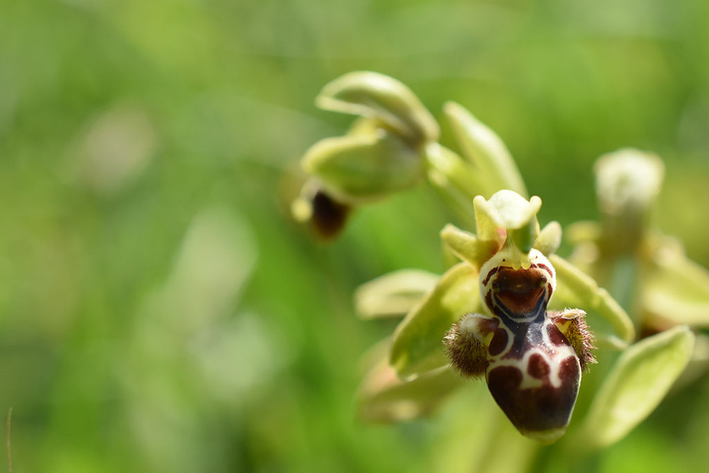 Hunting-the-bee-orchid 20 hunting-the-bee-orchid_20