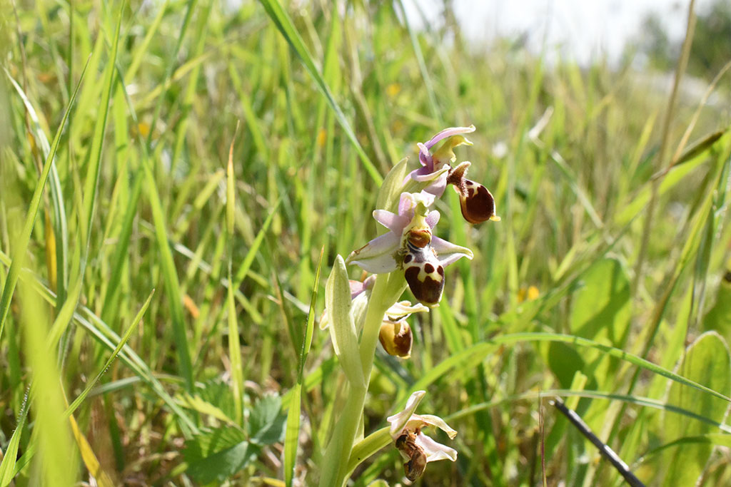 Hunting-the-bee-orchid 21 hunting-the-bee-orchid_21
